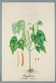 Sveriges kulturväxter. Illustration utförd av Henriette Sjöberg. Äggböna/guldböna, vanlig. Odlingsplats och datering saknas. Inv. nr. C101 : 483.