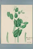 Sveriges kulturväxter. Illustration utförd av Henriette Sjöberg. Ärter (spritärter påskrift), Norrlandsärter. Odlade Piteå 1870.