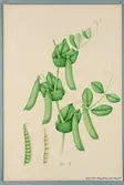 Sveriges kulturväxter. Illustration utförd av Henriette Sjöberg. Ärter (spritärter, märg påskrift), Dr Mac Lean. Odlade Uppsala hospital 1878. Inv. nr. C101 : 436.
