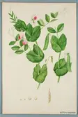 Sveriges kulturväxter. Illustration utförd av Henriette Sjöberg. Spritärter, Rosenblommiga. Odlade Ultuna 1871. Inv. nr. C101 : 429.