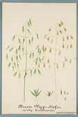Sveriges kulturväxter. Illustration utförd av Henriette Sjöberg. Vipphavre, borstbärande, brun, vanlig. Odlad Experimentalfältet 1887. Inv. nr. C101 : 215. Signerad 