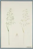 Sveriges kulturväxter. Illustration utförd av Henriette Sjöberg. Havre, Hopetoun. Odlad Ultuna 1874. Inv. nr. C101 : 196.