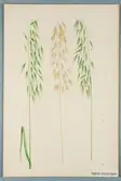 Sveriges kulturväxter. Illustration utförd av Henriette Sjöberg. Plymhavre, vit, borstbärande. Odlad Ultuna 1871. Inv. nr. C101 : 200a. Jämför NMA.0098322.
