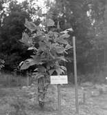 Liriodendron tulipifera.