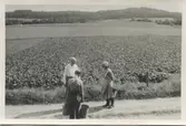 Två okända män och Hilda Sandberg står på landsvägen vid åkern, 