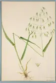 Sveriges kulturväxter. Illustration utförd av Henriette Sjöberg. Havre, Avena sativa mutica, vit risphavre (påskrift). Odlad Experimentalfältet 1886. Inv. nr. C101 : 193. Signerad 