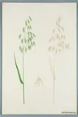 Sveriges kulturväxter. Illustration utförd av Henriette Sjöberg. Havre, Schottischer Angus. Odlad Ultuna 1874, Inv. nr. C101 : 205. Signerad 