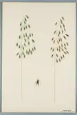 Sveriges kulturväxter. Illustration utförd av Henriette Sjöberg. Ungersk havre. Odlad Ultuna 1874. Inv. nr. C101 : 211.