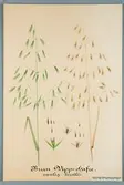 Sveriges kulturväxter. Illustration utförd av Henriette Sjöberg. Vipphavre, borstlös, brun, vanlig. Odlad Experimentalfältet 1887. Inv. nr. C101 : 212. Signerad 