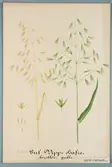Sveriges kulturväxter. Illustration utförd av Henriette Sjöberg. Vipphavre, borstlös, gul. Odlad Experimentalfältet 1887. Inv. nr. C101 : 213. Signerad 