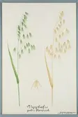 Sveriges kulturväxter. Illustration utförd av Henriette Sjöberg. Vipphavre, flandrisk, guld. Odlad Ultuna 1874. Inv. nr. C101 : 217.