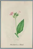 Sveriges kulturväxter. Illustration utförd av Henriette Sjöberg. Stockholms tobak. Odlad Experimentalfältet 1881.