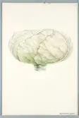Sveriges kulturväxter. Illustration utförd av Henriette Sjöberg. Huvudkål, stor, vit, platt. Odlad Experimentalfältet 1873. Inv. nr. C101 : 356.