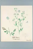 Sveriges kulturväxter. Illustration utförd av Henriette Sjöberg. Blåluzern (Blå Lucern påskrift). Odlad Ultuna 1875.