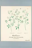 Sveriges kulturväxter. Illustration utförd av Henriette Sjöberg. Sandluzern (Sand Lucern påskrift), tre varieteter. Odlad Ultuna 1875. Jämför NMA.0098350.