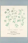 Sveriges kulturväxter. Illustration utförd av Henriette Sjöberg. Sandluzern (Sand Lucern påskrift), tre varieteter. Odlad Ultuna 1875.  Troligen fortsättning på NMA.0098349.