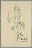 Sveriges kulturväxter. Illustration utförd av Henriette Sjöberg. Gul honungsklöver/melilot (Gul Melot påskrift). Odlad Ultuna 1879.