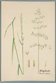 Sveriges kulturväxter. Illustration utförd av Henriette Sjöberg. Knylhavre. Odlingsplats saknas, 1896. Signerad 