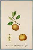 Sveriges kulturväxter. Illustration utförd av Henriette Sjöberg. Äpple, Langtons Makalösa. Odlingsplats saknas, 1884. Signerad 
