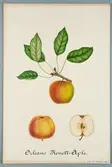 Sveriges kulturväxter. Illustration utförd av Henriette Sjöberg. Äpple, Orleans/Renett. Odlat Rosendal 1883. Signerad 