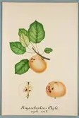 Sveriges kulturväxter. Illustration utförd av Henriette Sjöberg. Äpple, Knjascheskoe. Odlingsplats saknas, 1884. Signerad 
