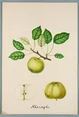 Sveriges kulturväxter. Illustration utförd av Henriette Sjöberg. Äpple, Klaräpple, vitt. Odlingsplats saknas, 1884. Signerad 