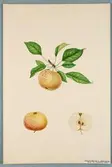 Sveriges kulturväxter. Illustration utförd av Henriette Sjöberg. Äpple, Koritschnevoje/Kaneläpple. Odlat Rosendal 1891. Signerad 