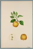Sveriges kulturväxter. Illustration utförd av Henriette Sjöberg. Äpple, Guldparmän. Odlat Rosendal 1884. Signerad 