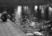 Matning av svanar, 1960-tal