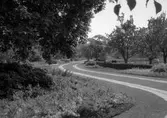 Slingrande väg i Stadsparken, 1950-tal
