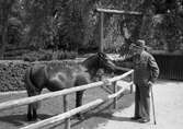 Man vid häst i Stadsparken, 1950-tal