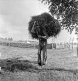 Malma kvarn. Ydre härad, V. Ryd socken, Malma, Östergötland. Intagning av hö. Man bär hö med rep.