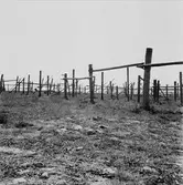Burs socken, Herta fiskeläge, Gotland. Var och en delägare har sin egen brejding mellan styndar. 