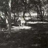 Norrlanda socken, Hammars gård, Gotland. Jordbruk. Husdjursskötsel.. Får betande i löväng vid Hammars läge. 