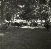 Norrlanda ssocken, Hammars gård, Gotland. Jordbruk. Husdjursskötsel. Får betande i löväng vid Hammars läge.