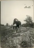 Hunden Bella