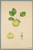 Sveriges kulturväxter. Illustration utförd av Henriette Sjöberg. Äpple, Astrakan, Gyllenkroks. Odlat Rosendal 1891. Signerad Rosendal 1891. H.S.