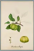 Sveriges kulturväxter. Illustration utförd av Henriette Sjöberg. Äpple, Boiken. Odlingsplats saknas, 1884. Signerad H.S. 1884.