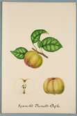 Sveriges kulturväxter. Illustration utförd av Henriette Sjöberg. Äpple, gul, spansk Renett. Odlingsplats saknas, 1884. Signerad 