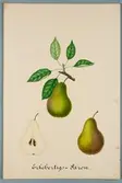 Sveriges kulturväxter. Illustration utförd av Henriette Sjöberg. Päron, Ärkehertigspäron. Odlingsplats saknas, 1884. Signerad H.S. 1884.