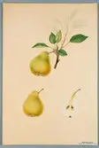 Sveriges kulturväxter. Illustration utförd av Henriette Sjöberg. Päron, Williams. Odlat Rosendal 1891. Signerad Rosendal 1891. H.S.