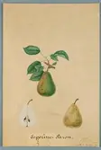 Sveriges kulturväxter. Illustration utförd av Henriette Sjöberg. Päron, Esperine. Odlat Experimentalfältet 1887. Signerad Henriette S.g. 1887 Exp. fäl.