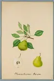 Sveriges kulturväxter. Illustration utförd av Henriette Sjöberg. Päron, Vennströms päron. Odlingsplats saknas, 1884. Signerad H.S. 1884.
