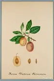 Sveriges kulturväxter. Illustration utförd av Henriette Sjöberg. Päron, Victoria (påskrift Reine Victoria). Odlat Rosendal 1887. Signerad Henriette Sjöberg Experimentalfältet 1887.