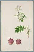 Sveriges kulturväxter. Illustration utförd av Henriette Sjöberg. Potatis, blåröd med gula, mörkprickiga ögon, Bolero. Odlad Ultuna 1877. Inv. nr. C101 : 345.