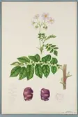 Sveriges kulturväxter. Illustration utförd av Henriette Sjöberg. Potatis, blåröd med gula, vitprickiga ögon, Chaushau. Odlad Ultuna 1877. Inv. nr. C101 : 343.