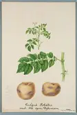 Sveriges kulturväxter. Illustration utförd av Henriette Sjöberg. Potatis, gulgrå med blå ögon, Dykeman. Odlad Ultuna 1877. Inv. nr. C101 : 330.