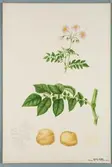 Sveriges kulturväxter. Illustration utförd av Henriette Sjöberg. Potatis, vitgul, Early Irome. Odlad Ultuna 1877. Inv. nr. C101 : 317.