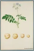 Sveriges kulturväxter. Illustration utförd av Henriette Sjöberg. Potatis, vitgul, Engelsk tidig mjölig/Segerströms. Odlad Ultuna 1872. Inv. nr. C101 : 320.