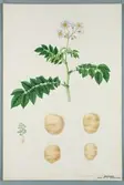 Sveriges kulturväxter. Illustration utförd av Henriette Sjöberg. Potatis, vitgul, Handsworth. Odlad Ultuna 1872. Inv. nr. C101 : 322.